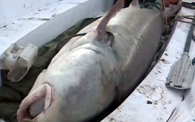 Người đàn ông bắt được con cá tầm khổng lồ nặng 617kg trên sông