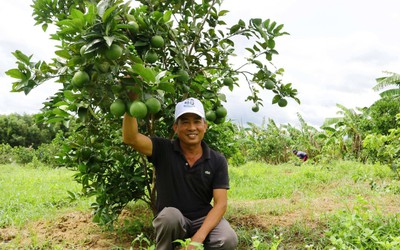 Mô hình kinh tế giúp cựu chiến binh thu hàng trăm triệu mỗi năm