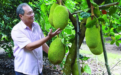 Giá nông sản 26/7: Giá mít Thái tăng cao, cao su đà giảm