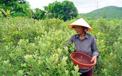 Chuyện những người dân làm giàu nhờ “lộc rừng” trên dãy Hoành Sơn