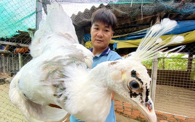 Anh nông dân "phát tài" nhờ nuôi chim ngoại quốc, lãi như "máy in tiền"