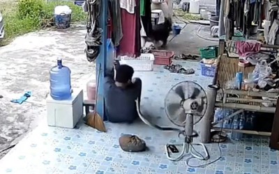 Clip: Rắn hung hăng cắn người đàn ông và cái kết thót tim