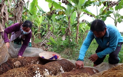 Giá nông sản 22/8: Nấm rơm được giá, cao su biến động trái chiều