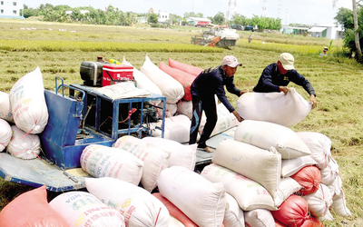 Gạo xuất khẩu Việt Nam được giá, cao nhất thế giới: Dự báo xuất khẩu lập kỷ lục