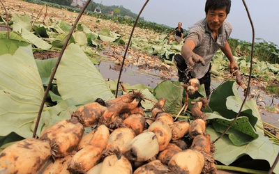 Giá nông sản 25/8: Củ sen vào mùa được giá, cao su tăng giảm trái chiều