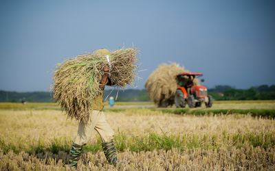 Giá nông sản 27/8: Lúa gạo đồng loạt tăng, hồ tiêu khan hàng giá cao