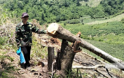 Gia Lai: Thông tin mới vụ phá rừng tại huyện Kông Chro