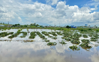 Bình Thuận: Gần 400 ha thanh long và hoa màu bị thiệt hại do ngập sâu trong biển nước