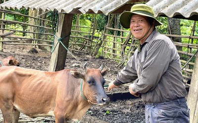 "Triệu phú" nuôi bò ở vùng biên Quảng Bình