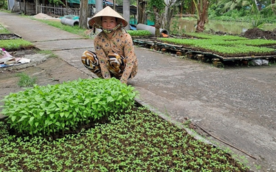 Có mảnh đất nhỏ bằng gian bếp, chị nông dân trồng cây kiếm 50 triệu đồng rất nhẹ nhàng