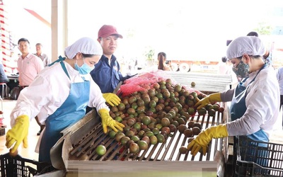 Liên tiếp đón tin vui: Một loại trái cây Việt lọt top xuất khẩu lớn nhất thế giới