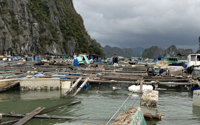 Quảng Ninh: Nhiều hộ nuôi trồng thuỷ sản phản ánh tình trạng “hôi của” sau bão