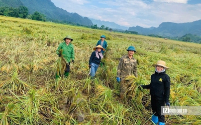 Tuyên Quang: Thầy cô lội ruộng gặt lúa, hỗ trợ khắc phục hậu quả sau bão số 3