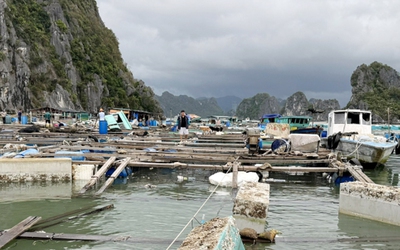 Quảng Ninh: Ngân hàng CSXH hoãn thu lãi khách hàng bị ảnh hưởng bởi bão