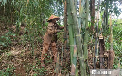 Cụ bà 73 tuổi thu lãi hàng tỷ đồng mỗi năm nhờ vườn tre “độc nhất vô nhị”