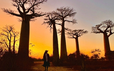 Vẻ đẹp kỳ diệu của "cây lộn ngược" ở Madagascar qua lăng kính của du khách Việt