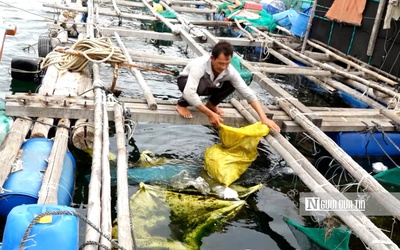 Gom rác từ biển vào bờ, người dân Phú Yên ngăn nỗi lo tôm cá chết hàng loạt