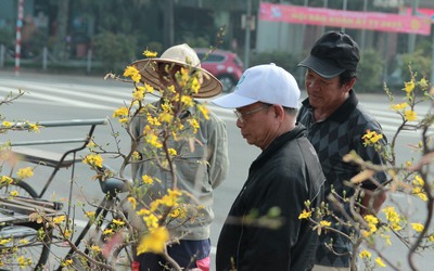 Hoa Tết tràn ngập, tiểu thương Nghệ An như ngồi trên đống lửa vì sức mua chậm