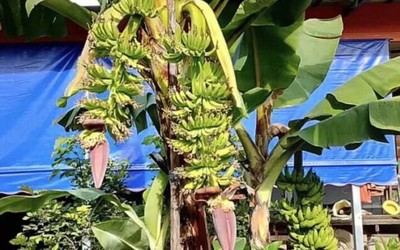 Cây chuối bỗng xảy ra hiện tượng lạ, người dân đổ xô đến xem