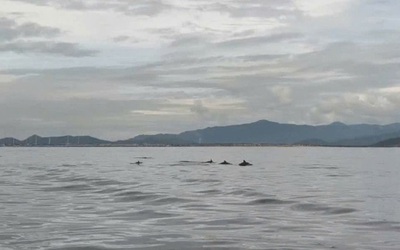 Đàn cá heo hơn 20 con xuất hiện ở biển Lâm Đồng, khiến nhiều người thích thú