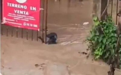 Chú chó bám chặt vào hàng rào sắt để tránh bị lũ cuốn trôi