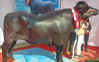 Người đàn ông sở hữu con trâu màu đen "khổng lồ", giá không dưới 65 tỷ đồng