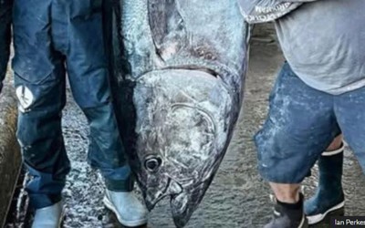 Câu được cá ngừ khổng lồ nặng 210kg, ngư dân liền bán với giá 70 triệu đồng