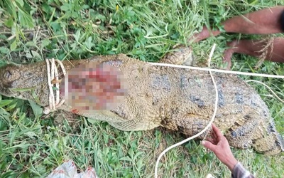 Bắt được cá sấu nghi tấn công người trên sông