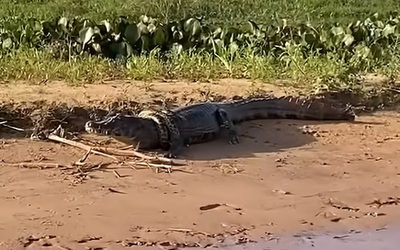 Cuộc chạm trán hiếm có giữa cá sấu và trăn Anaconda