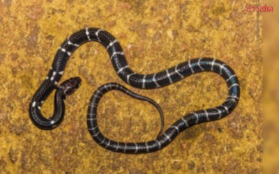 Người đàn ông cắn chết rắn để trả thù, về nhà mới biết sự thật chấn động