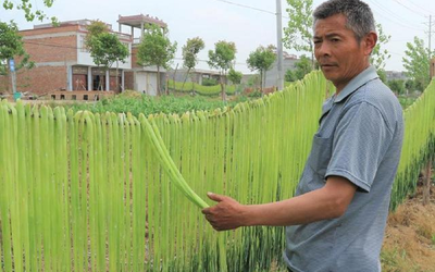 Loại rau trông như "nắm cỏ", xưa rẻ bèo nay lên tầm đặc sản giá nửa triệu/kg