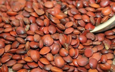 Thứ 90% người Việt bỏ đi không ngờ là "mỏ vàng", giá hơn 2 triệu đồng/kg
