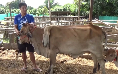 Bò 6 chân được trả 81 triệu đồng, người đàn ông từ chối bán