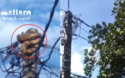 Nhìn lên cột điện, người dân phát hiện cảnh tượng "đáng sợ" giữa ban ngày