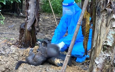 Bị chó cắn, cả gia đình phải tiêm phòng: Nỗi lo bệnh dại lan rộng ở Đà Nẵng