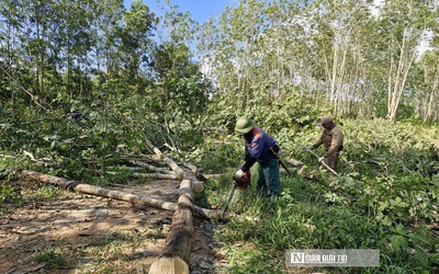 Tranh chấp về thanh lý cây cao su khiến xây khu tái định cư phục vụ "siêu dự án" thủy lợi đình trệ