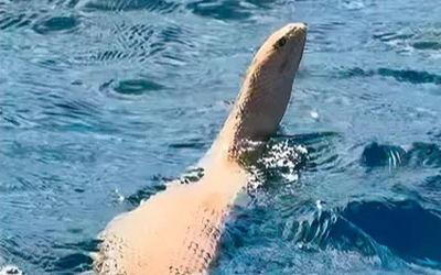 Phát hiện rắn biển khổng lồ ngoi đầu lên khỏi mặt nước