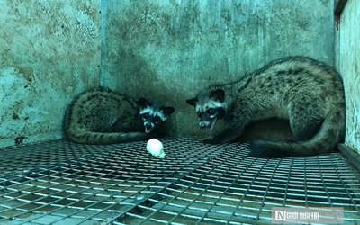 Nuôi con “ngủ ngày cày đêm” bán cho “nhà giàu”, thu về gần 1 tỷ đồng/năm