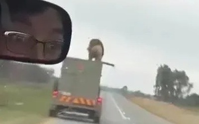 Sư tử nhảy khỏi xe tải đang chạy rồi tẩu thoát, người đi đường sốc nặng