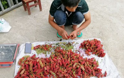Xưa là quả dại, nay nhặt quả đem bán "hái ra tiền"