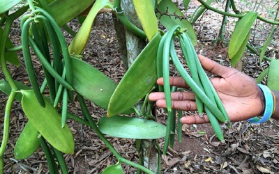 Loại quả đắt đỏ bậc nhất thế giới giá 15 triệu/kg, ở Việt Nam cũng có người trồng thành công