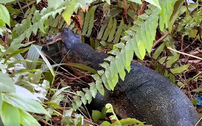 Đi ngắm chim, nam thanh niên bắt gặp cảnh tượng nổi da gà