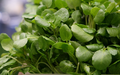 2 loại rau người Việt thích mê dễ là "ổ sán", nhất là cái số 1