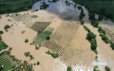 Nông dân Lâm Đồng “khóc ròng” vì hàng chục ha thanh long ngập úng