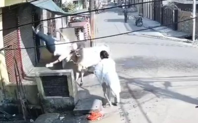 Bị xua đuổi, con bò hoang húc cụ ông tử vong