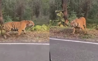 Người dân chạm trán hổ dữ ở giữa đường và cái kết thót tim