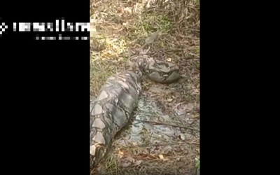 Nhìn ra vườn, người dân phát hiện cảnh tượng nổi da gà