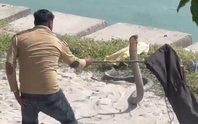 Bắt sống rắn hổ mang chúa khổng lồ dài 4,5 mét bên bờ sông