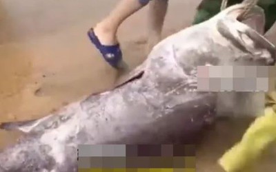 Ngư dân câu được con cá mú khổng lồ nặng 160kg