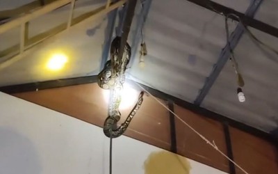 Bắt được trăn khổng lồ nặng 22kg lơ lửng trên trần nhà dân